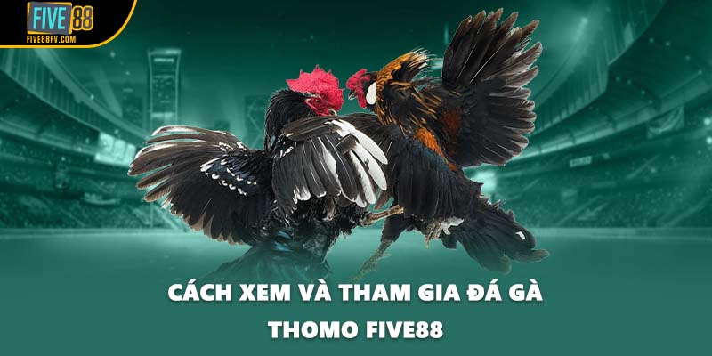 Cách xem và tham gia đá gà Thomo FIVE88