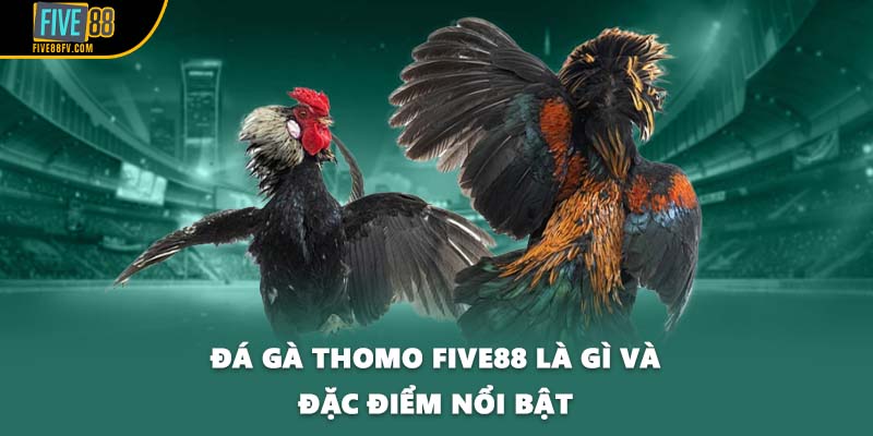 Đá gà Thomo FIVE88 là gì và đặc điểm nổi bật