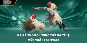 Đá Gà Thomo - Trực Tiếp Và Tỷ Lệ Mới Nhất Tại FIVE88 