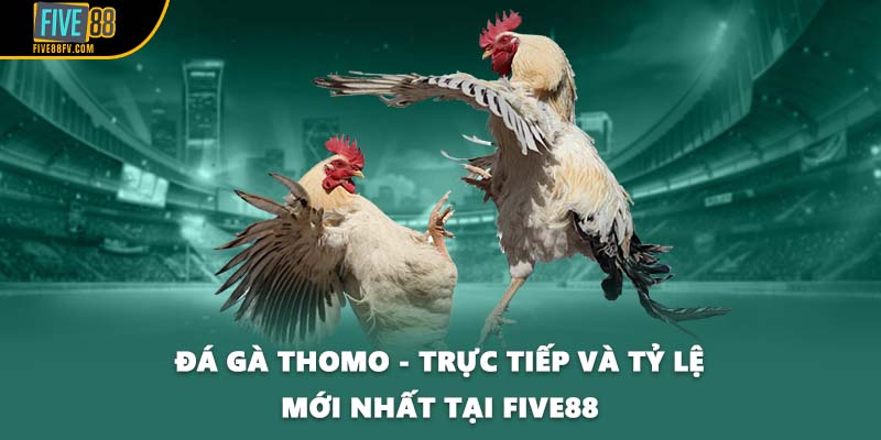 Đá Gà Thomo - Trực Tiếp Và Tỷ Lệ Mới Nhất Tại FIVE88 