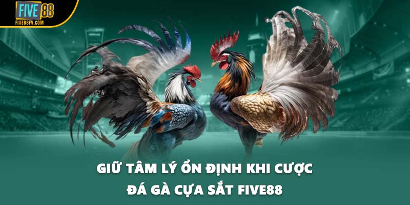 Giữ tâm lý ổn định khi cược đá gà cựa sắt FIVE88