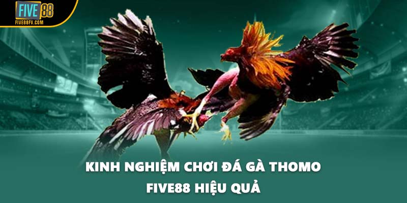 Kinh nghiệm chơi đá gà Thomo FIVE88 hiệu quả