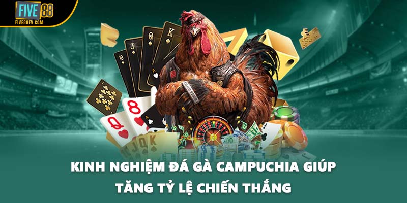 Kinh nghiệm đá gà Campuchia giúp tăng tỷ lệ chiến thắng